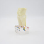 PROF 6x Magnified Dental Nerve Model - Image 4