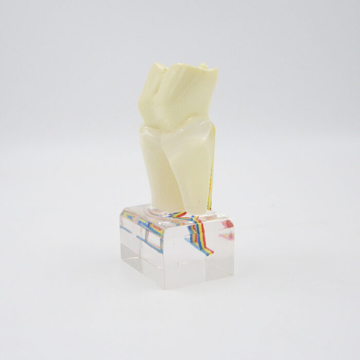 ⁦PROF 6x Magnified Dental Nerve Model⁩ - الصورة ⁦4⁩