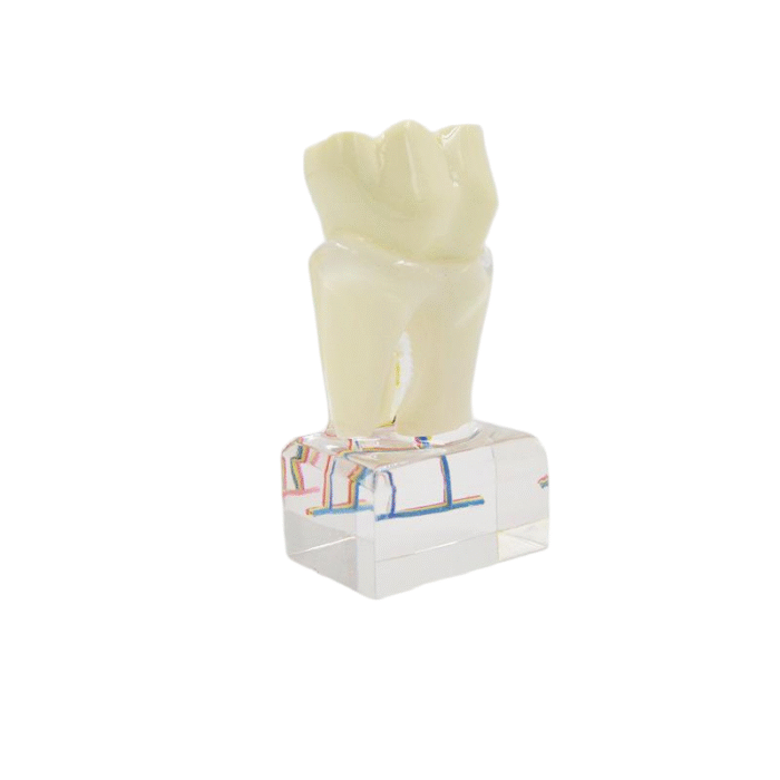 ⁦PROF 6x Magnified Dental Nerve Model⁩ - الصورة ⁦3⁩