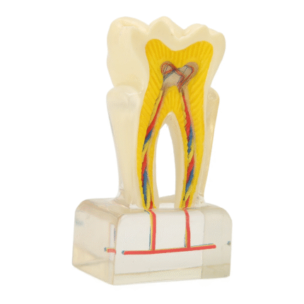 PROF 6x Magnified Dental Nerve Model