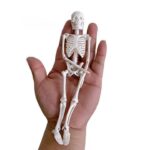 PROF Classic 20 cm basic skeleton model - Image 2