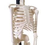 PROF Classic 20 cm basic skeleton model - Image 4