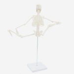 PROF Classic 20 cm basic skeleton model - Image 7