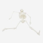 PROF Classic 20 cm basic skeleton model - Image 6