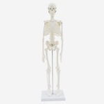 PROF Classic 20 cm basic skeleton model