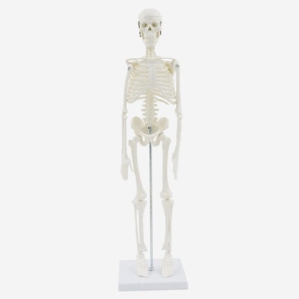 PROF Classic 20 cm basic skeleton model