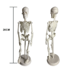PROF Classic 20 cm basic skeleton model - Image 3