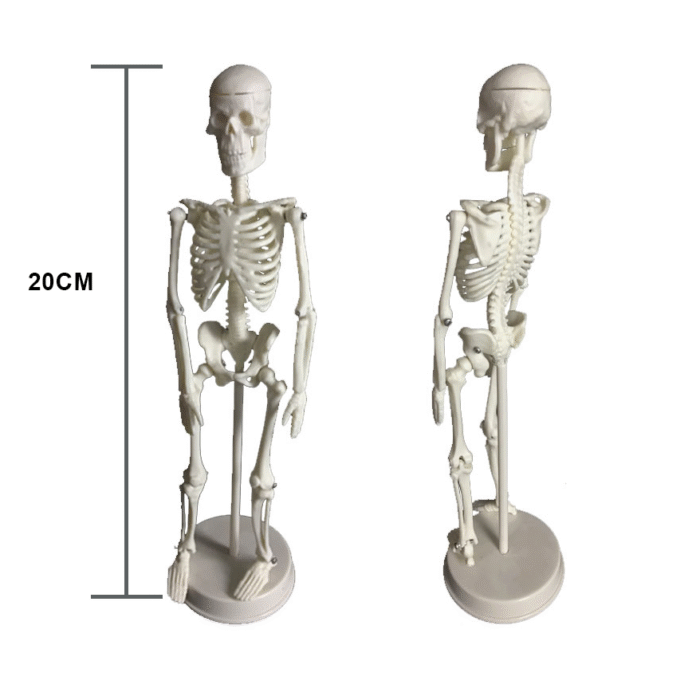 PROF Klasik 20 cm Temel İskelet Modeli - Görsel 3