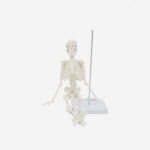 PROF Classic 20 cm basic skeleton model - Image 8