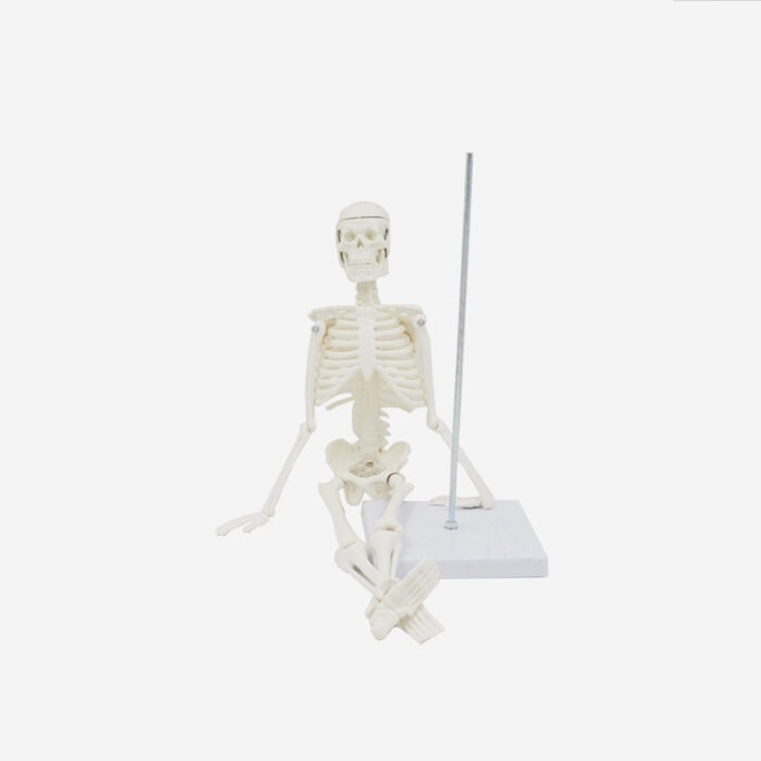 PROF Klasik 20 cm Temel İskelet Modeli - Görsel 8